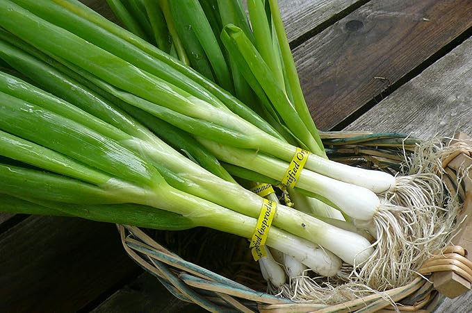 Seeds Welsh Onion Piero Green (Allium fistulosum) Vegetable for Planting Giant Non GMO 300 Seeds
