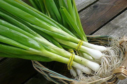 Seeds Welsh Onion Piero Green (Allium fistulosum) Vegetable for Planting Giant Non GMO 300 Seeds
