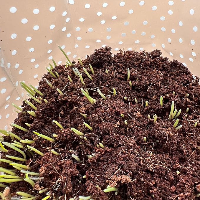 Organic Cat Grass Kit 3 Pack - Polkadot Grow Bags for Indoor Cats | Non GMO Mixed Heirloom Seeds | Wheatgrass - Oat Grass - Barley Grass Blend