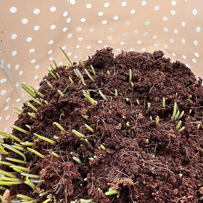 Organic Cat Grass Kit 3 Pack - Polkadot Grow Bags for Indoor Cats | Non GMO Mixed Heirloom Seeds | Wheatgrass - Oat Grass - Barley Grass Blend