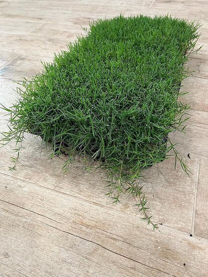 | Bermuda Grass Plugs - 200 Large Plugs, Fast Growing, Low Maintenance Green