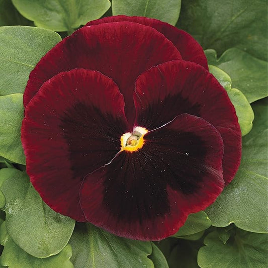 Outsidepride Big Red Viola Pansy Seeds for Planting - 100 Pcs. Biennial, Cold-Hardy & Pollinator Friendly Flowers with Fragrant Blooms for Garden Beds, Borders & Container Displays