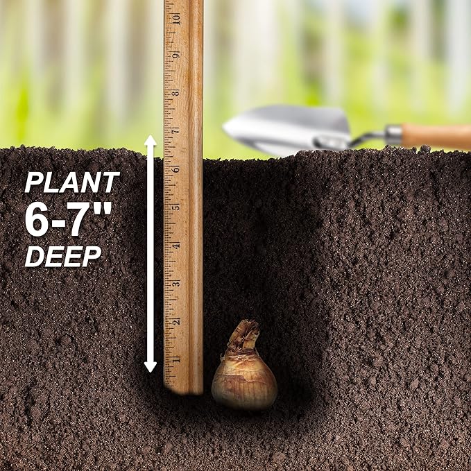 Garden State Bulb Double Mixed Daffodil Flower Bulbs, 14/16cm, Fall Planting (Bag of 50)