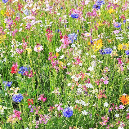 Wildflower Seeds Bulk, Southwestern Wildflower Seed Mix, 1 Lb 640,000+ Seeds, Annual & Perennial Flower, with Southwest Native Wildflowers, Flower Seed Bulk, Desert Wildflowers Mix
