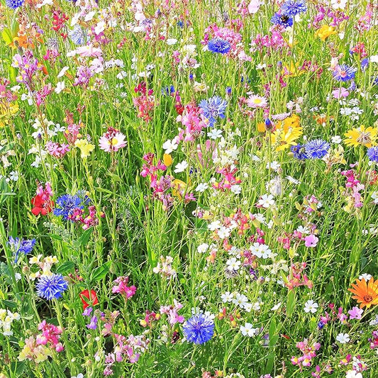 Wildflower Seeds Bulk, Southwestern Wildflower Seed Mix, 1 Lb 640,000+ Seeds, Annual & Perennial Flower, with Southwest Native Wildflowers, Flower Seed Bulk, Desert Wildflowers Mix