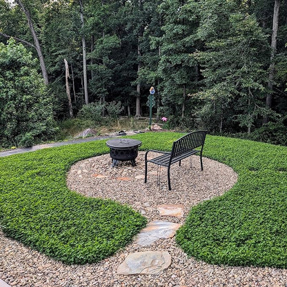 Outsidepride Perennial White MiniClover Seed - 1/4 lb. Dwarf, Small-Leaved, Drought & Wear-Tolerant Micro Clover Seeds for Lawn, Ideal Low-Maintenance & Easy to Grow Ground Cover Seeds for Home Yard