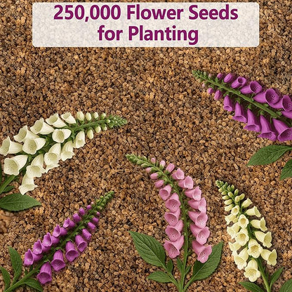 Foxglove Seeds 250,000+ Bulk Pack - Tall Spire Blooms, Mixed Colors for Garden Borders, Easy Planting for Home Gardening - Ideal for Backyard Flower Beds, Landscaping, and Pollinator-Friendly Gardens