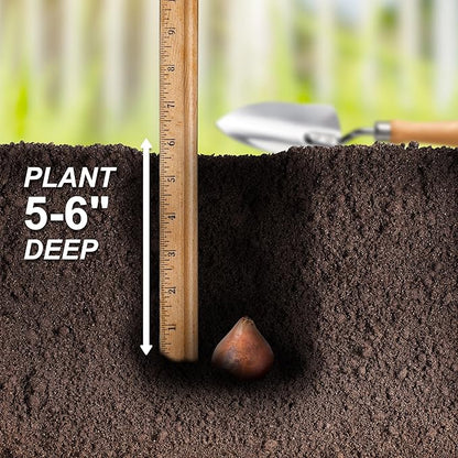 Garden State Bulb Triumph White Flag Tulip Flower Bulbs, 12/+ cm, Fall Planting (Bag of 50)