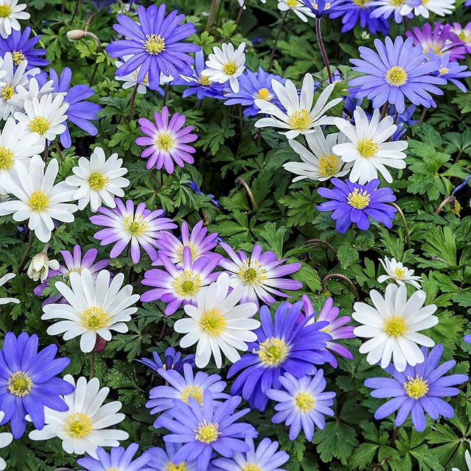 Easy to Grow Anemone Blanda Flutter Mix 60 Plant Bulbs - Blue, Pink, & White Flowers in Spring Outdoor, Full to Partial Sun
