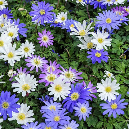 Easy to Grow Anemone Blanda Flutter Mix 60 Plant Bulbs - Blue, Pink, & White Flowers in Spring Outdoor, Full to Partial Sun