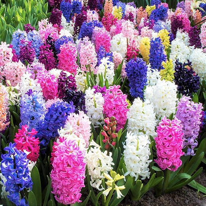 Hyacinth Mixed Bulbs - Perennial and Fragrant, Mix Hyacinths Bulbs for Planting | Long Lasting Beauty - Stunning Garden Display (5 Pack)