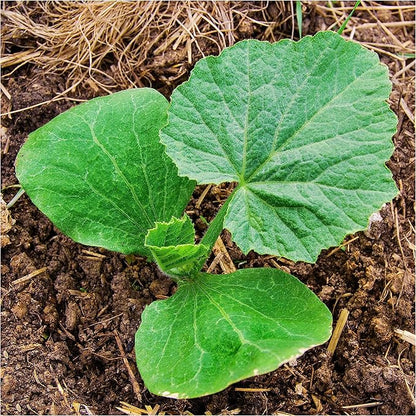 Seed Needs White Pumpkin Seeds for Planting Lumina Pumpkins - Non-GMO Heirloom & Untreated Vegetable Seeds to Plant an Outdoor Pumokin Patch - Perfect for Carving (2 Packs)